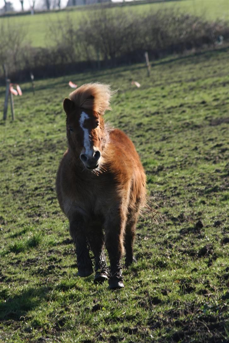 Shetlænder Felix - Velkommen til min profil, læg en kommentar og en bedømmelse billede 1