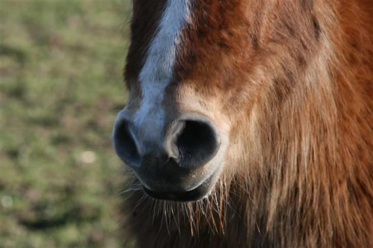 Shetlænder Felix - se mine over seje næsebor billede 2