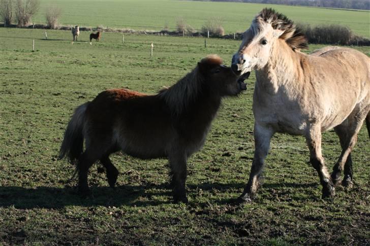 Shetlænder Felix - haps, ingen skal rører min dame billede 3