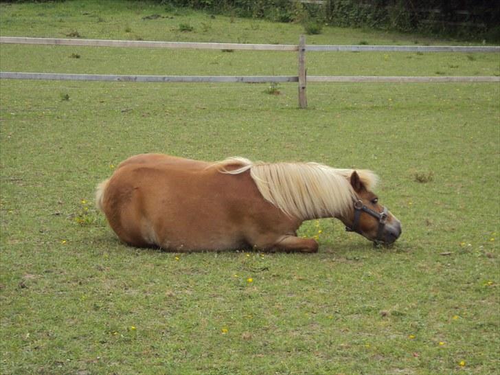 Shetlænder Felix - Tager lige en lille lur :)  billede 4