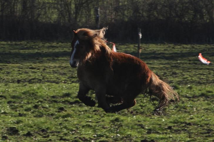 Shetlænder Felix - I belive i can fly billede 6