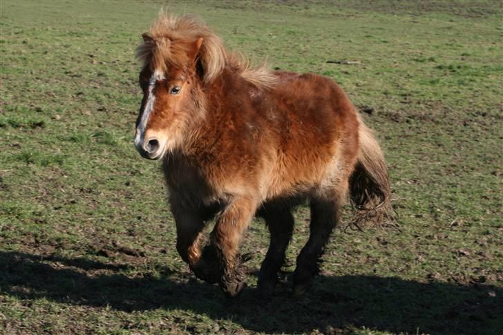 Shetlænder Felix - I am coming now billede 7