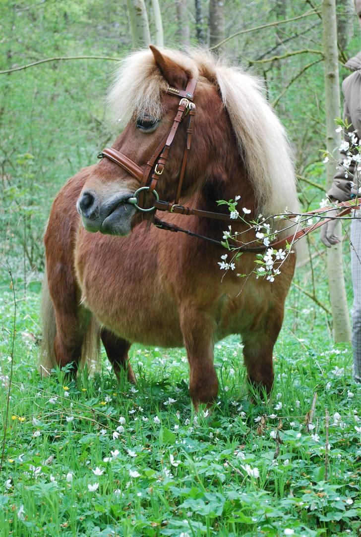 Shetlænder *Sofus* - velkommen til Sofus profil. Du må meget gerne ligge en kommentar og en bedømmelse. :) april 09 billede 2