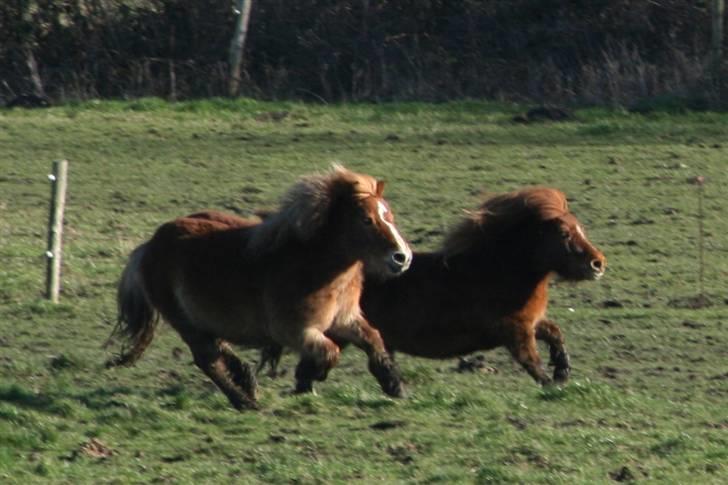 Shetlænder Felix - tager lige en galop tur med min dame billede 8