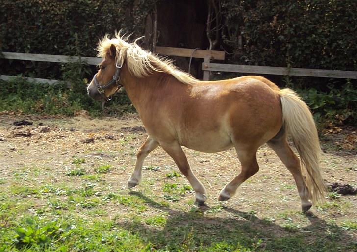 Shetlænder Felix - I fuld trav. Er det lige en lækker trav eller hva? :D <3 billede 9