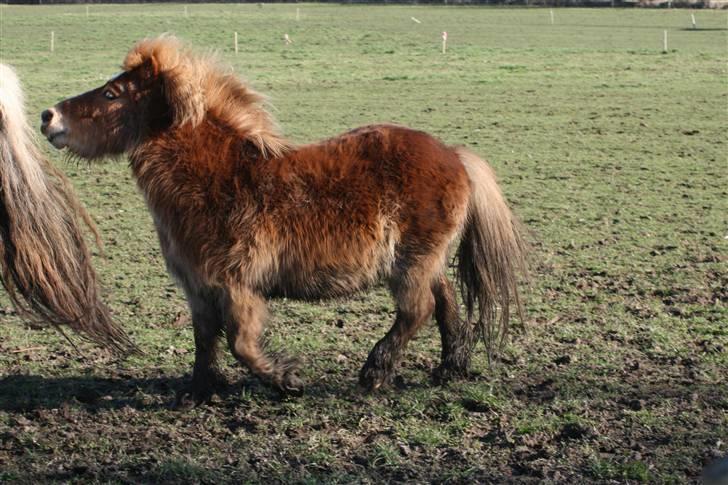 Shetlænder Felix - flyt dig, jeg skal til billede 10