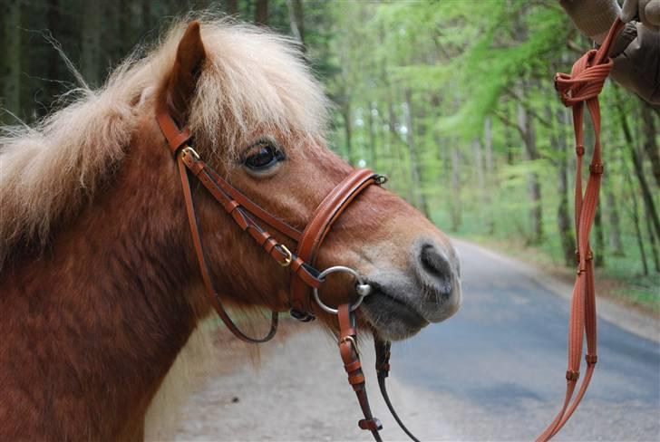 Shetlænder *Sofus* - NYT april 09... sikke et blik han har :) billede 5