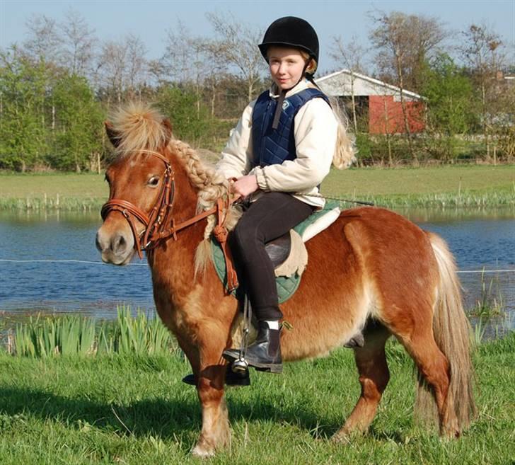 Shetlænder *Sofus* - Sofus og Maria 07 billede 6