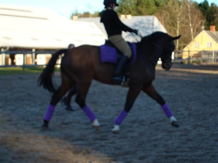 Hannoveraner A la Luigi R.I.P - Dressurundervisning på Stald Juul billede 4