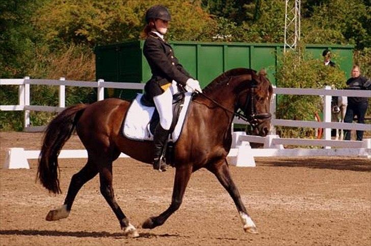 Hollandsk Sportspony - Lady Black  -  Holdmesterskab i dressur 2008 billede 3