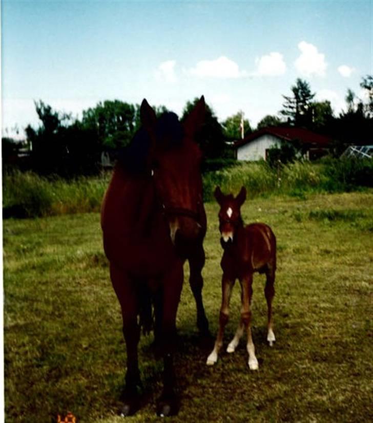 Anden særlig race (¯`v´¯)Chablis(efterlys) - Mor og mig billede 16