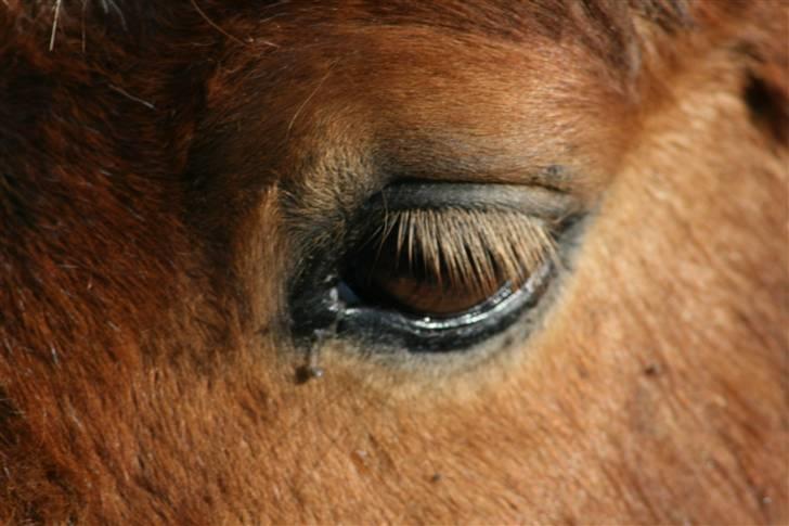 Shetlænder Felix - smuk, eller bare smuk? billede 11