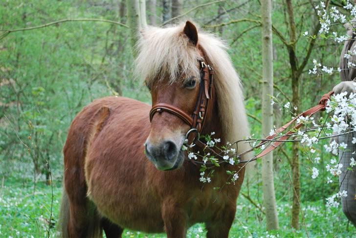 Shetlænder *Sofus* - NYT april 09 billede 7