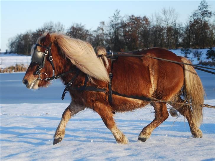 Shetlænder *Sofus* - foran slæden d. 26-12-09 billede 8
