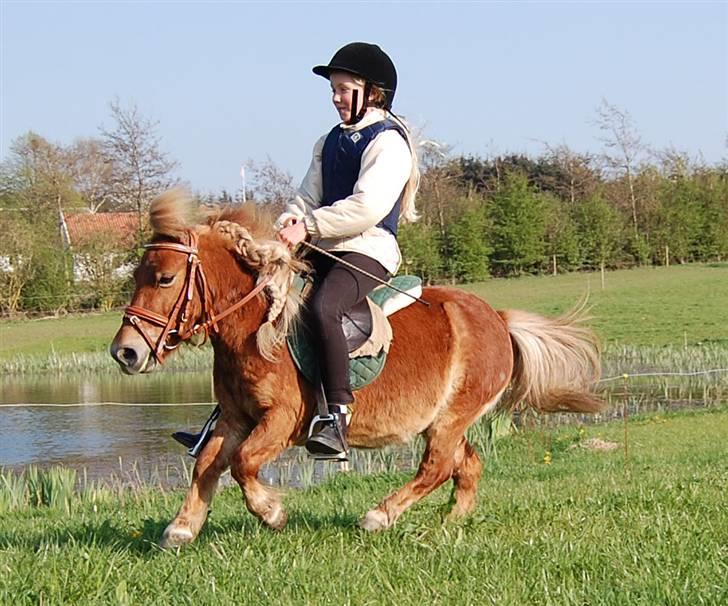 Shetlænder *Sofus* - En flot galop med søen :) kan det blive mere idylisk? -  billede 9