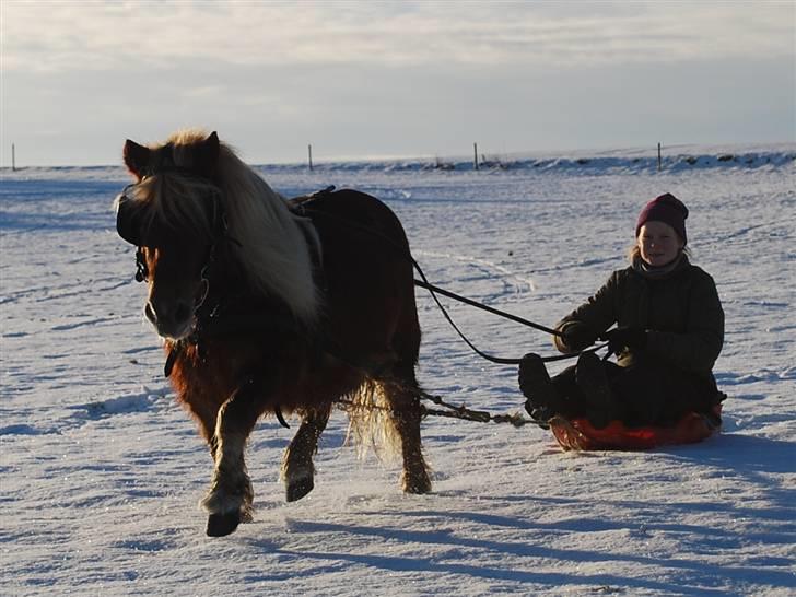 Shetlænder *Sofus* - Sofus og jeg på tur med bobslæden :D 26-12-09 billede 10