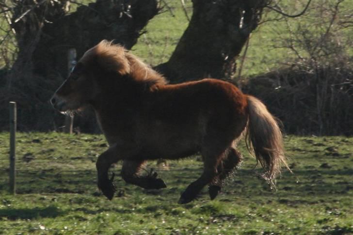 Shetlænder Felix - en lille runde rundt og bese mit teritorium billede 12