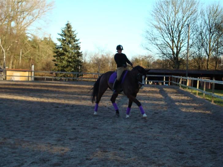 Hannoveraner A la Luigi R.I.P - Dressurundervisning på Stald Juul billede 6