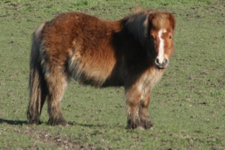 Shetlænder Felix - i fuld figur, do you like? billede 13