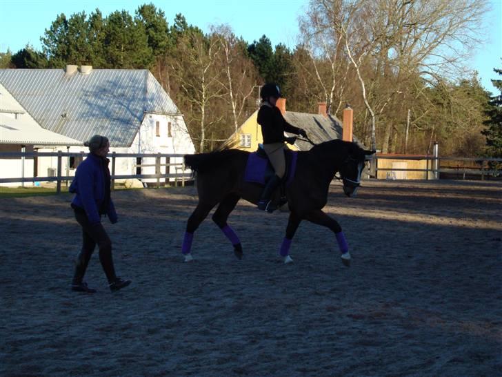 Hannoveraner A la Luigi R.I.P - Dressurundervisning på Stald Juul billede 7