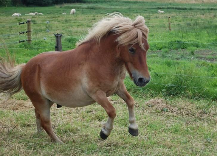 Shetlænder *Sofus* - han ligner næsten pegasus? kan lige forstille mig vingerne :) billede 11