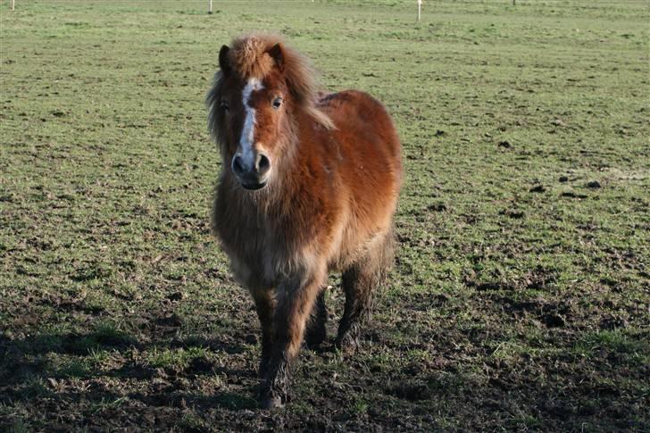 Shetlænder Felix - Jeg kommer nu, i skal ikke snydes for et sekundt med mig billede 14