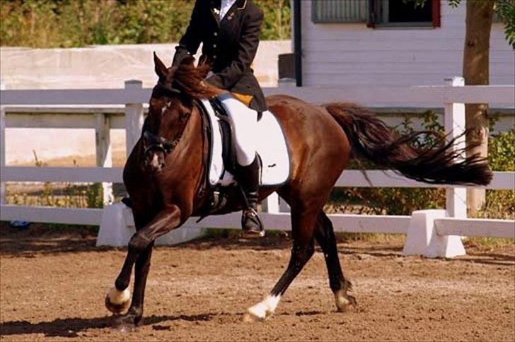 Hollandsk Sportspony - Lady Black  -  Holdmesterskab i dressur 2008 billede 4