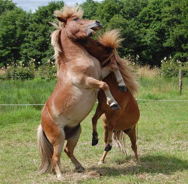 Shetlænder *Sofus* - Sofus og Zafir der leger. en af deres yndlings beskæftigelser - sommer 2007 billede 12