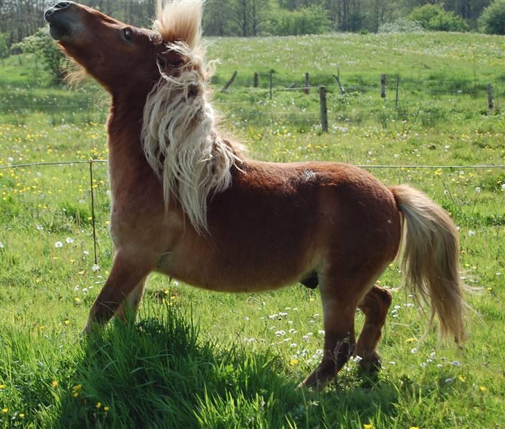 Shetlænder *Sofus* - haha måske en lille smule hidsig? xD - forår 2007 billede 13