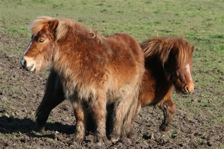 Shetlænder Felix - Damen skal lige styres lidt billede 15