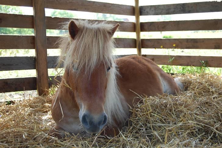 Shetlænder *Sofus* - sødt <3 billede 14