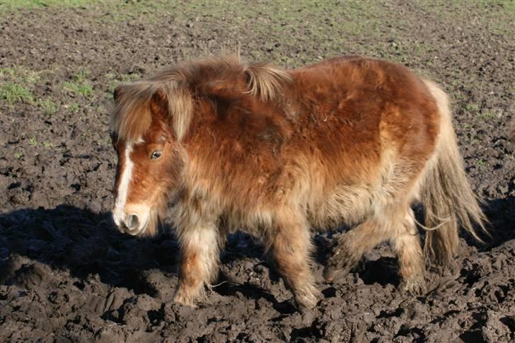 Shetlænder Felix - Hase aktion, eller hase aktion? billede 16