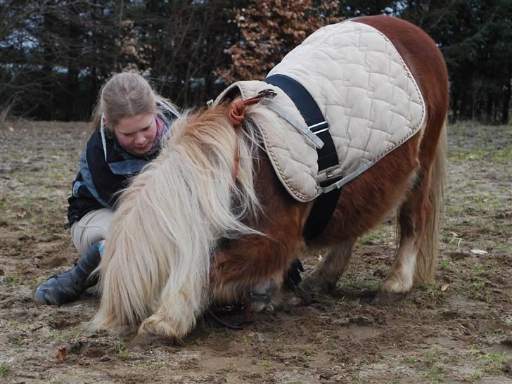 Shetlænder *Sofus* - 21/3-10 4. eller 5. gang vi træner at "neje". Han er virkelig dygtig :) billede 15