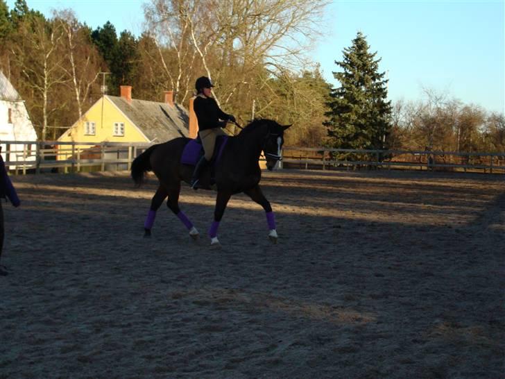 Hannoveraner A la Luigi R.I.P - Dressurundervisning på Stald Juul billede 8