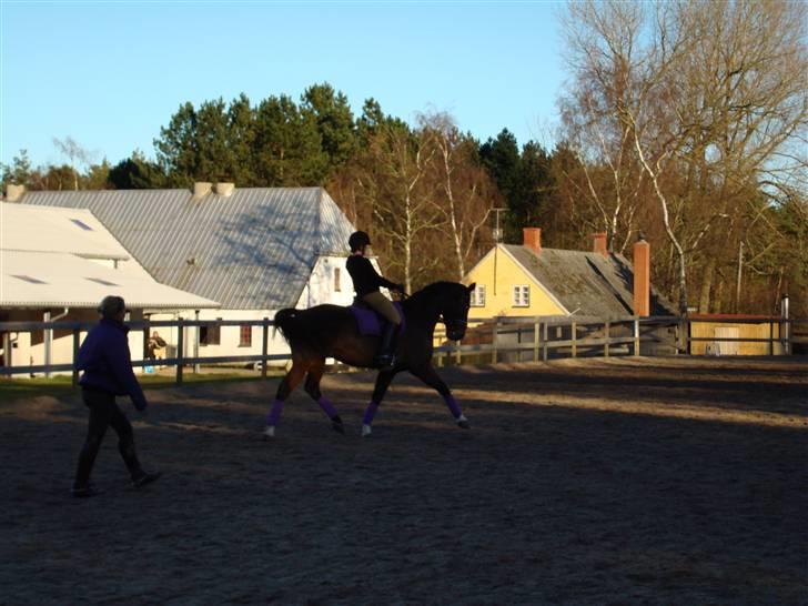 Hannoveraner A la Luigi R.I.P - Dressurundervisning på Stald Juul billede 9