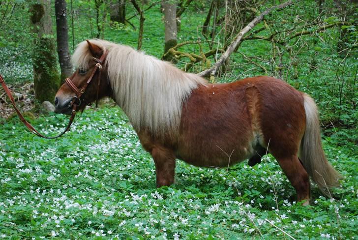 Shetlænder *Sofus* - NYT april 09 billede 18