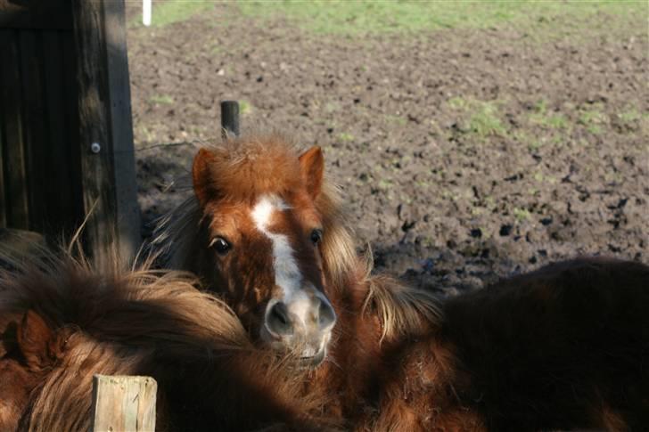 Shetlænder Felix - Jeg nusser lidt med damen billede 19