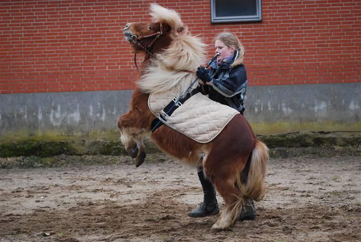 Shetlænder *Sofus* - 21/3-10 Sofus stejler på Kommando - her fra jorden af. billede 20
