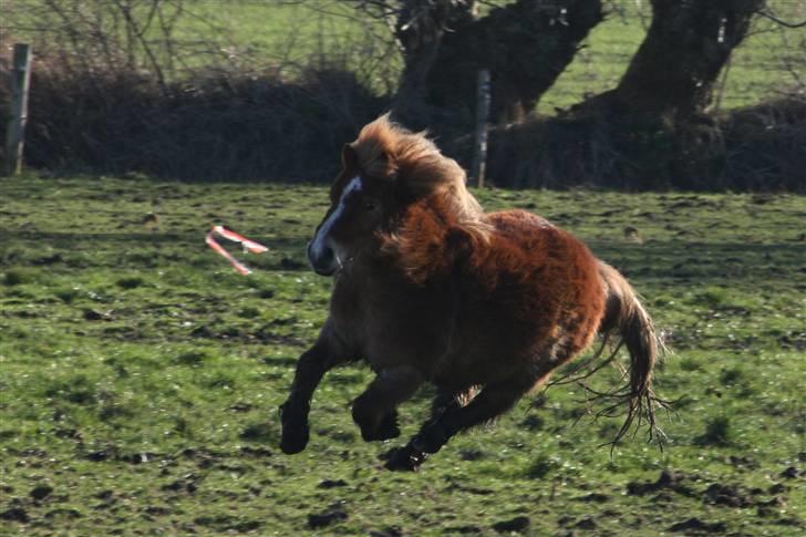 Shetlænder Felix - Jeg smutter igen, håber at i nød opholdet ;P billede 20