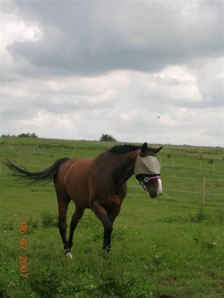 Hannoveraner A la Luigi R.I.P - Luigi i sommers hos Gitte Naldal <3 billede 10