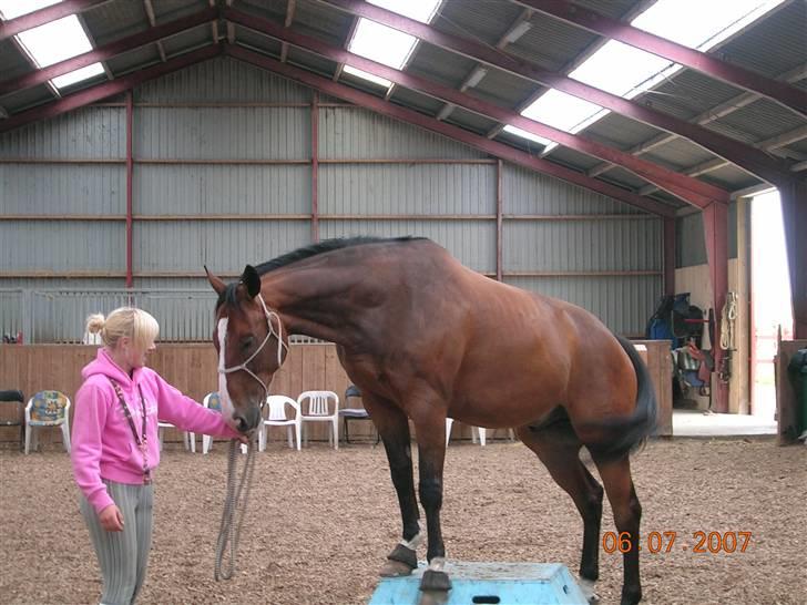 Hannoveraner A la Luigi R.I.P - Luigi står på elefantkassen x) billede 11