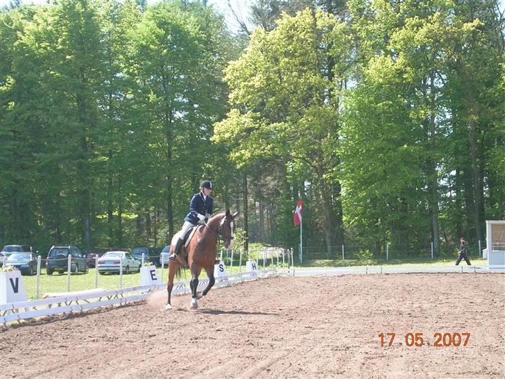 Hannoveraner A la Luigi R.I.P - La1 til Morsø stævnet - Første RIGTIGE stævne :D billede 12