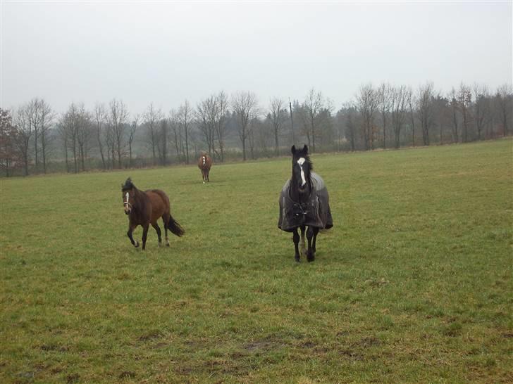 Dansk Varmblod G. Sweetie R.I.P' savnet. - Gammel hest, finder vejen best. billede 8