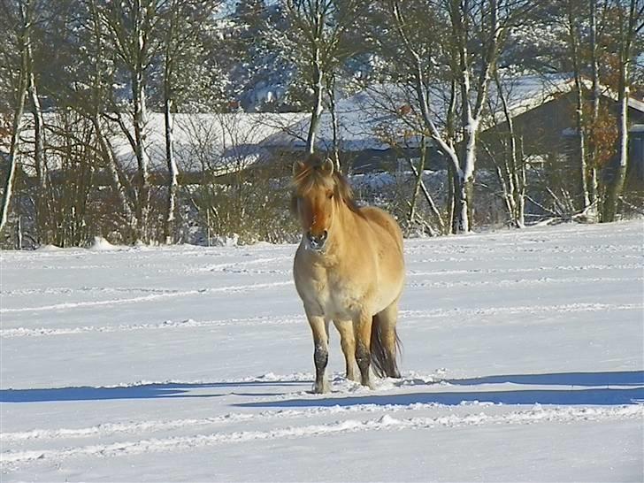 Anden særlig race Nali - Hvil i fred <3 - du er og bliver den bedste <3 billede 9