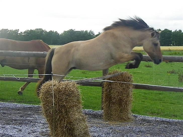Anden særlig race Nali - Hvil i fred <3 - ponyer som dig er sjældne og når man endelig har fundet en som dig skal man være den bedste mod dig <3 billede 10