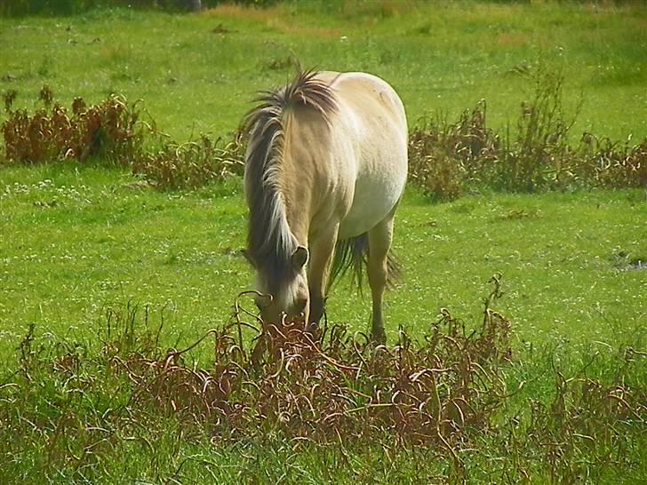 Anden særlig race Nali - Hvil i fred <3 - et liv uden dig er ikke et liv der noget værd!  billede 12