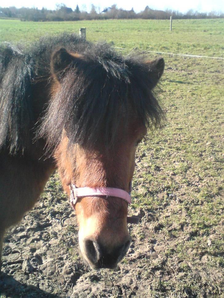 Anden særlig race Flacki *Sille's* billede 1