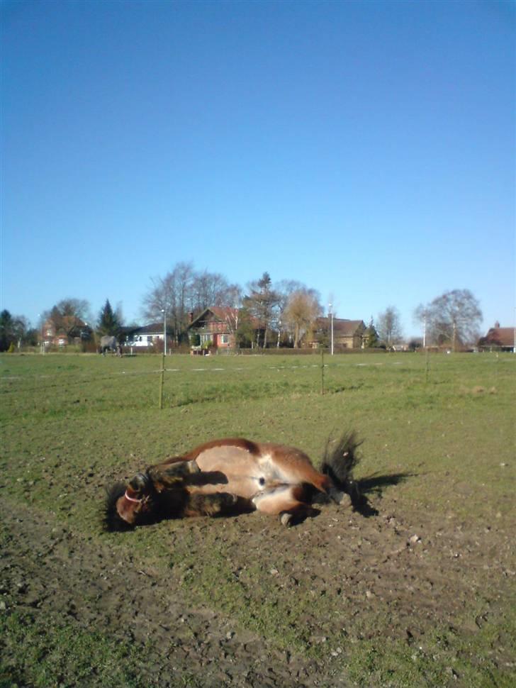 Anden særlig race Flacki *Sille's* billede 2