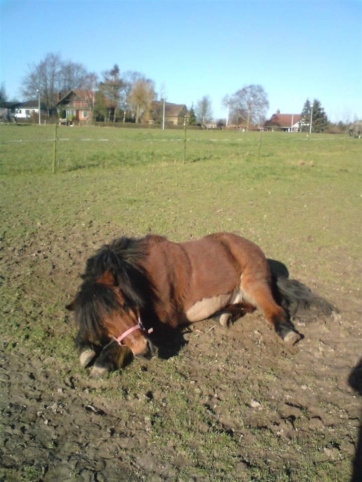 Anden særlig race Flacki *Sille's* billede 4