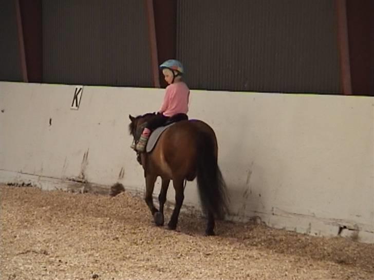 Anden særlig race Flacki *Sille's* billede 7